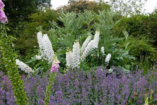 An English country garden on a summers day, with beautiful white delphiniums and ornamental greenery forming a bright and lovely display.