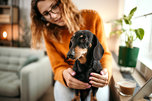 Happy young woman holding and playing with her dachshund dog