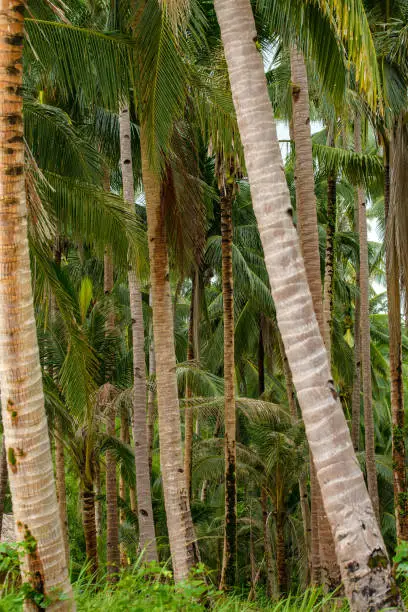 The photo depicts a verdant grove of coconut trees, their towering trunks and cascading fronds creating a lush canopy overhead. The view is a tropical paradise, with blue skies and clear water in the distance. The trees provide both shade and a sense of tranquility, inviting the viewer to pause and take in the breathtaking scenery.