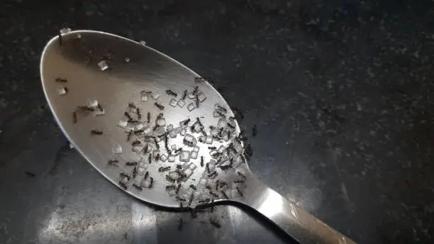 Macro shot of black ants eating sugar on spoon.
The black garden ant (Lasius niger), also known as the common black ant, is a formicine ant, the type species of the subgenus Lasius.