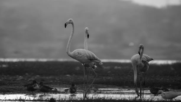 istock The greater flamingo (Phoenicopterus roseus) 1473263399