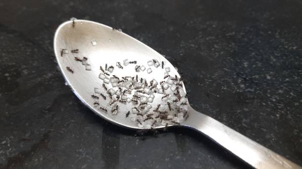 istock Macro shot of black ants eating sugar on spoon. 1473263533