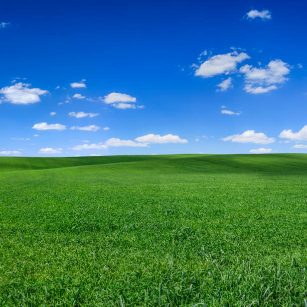 istock Panoramic spring landscape XXXXL 89 MPix - green field, blue sky 1473265813