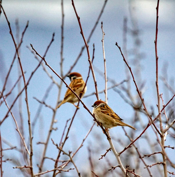 istock Two sparrows sit on a branch the park in march motnh. 1473266218