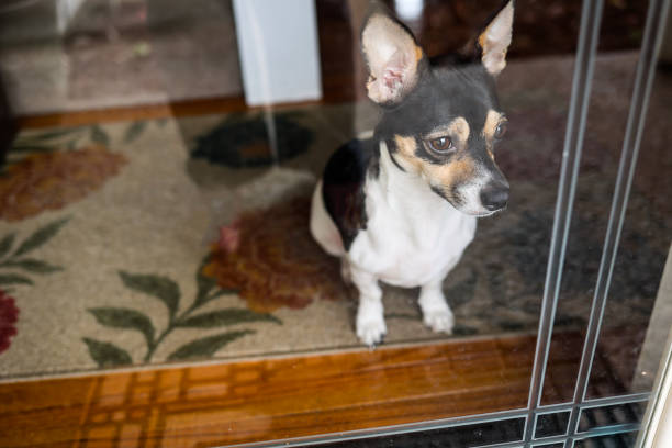 jack russel terriers looking at camera waiting his owner for feeding food