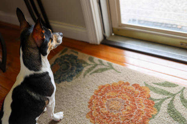 istock A cute puppy looking sad while looking through a glass door for his owner 1473267533