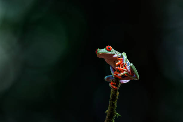 istock Red eyed tree frog in Costa Rica. 1473268143