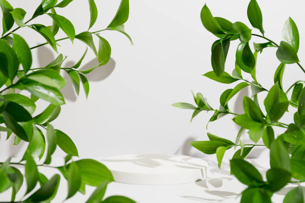 istock Empty white round podium, natural branches and green leaves with shadows on light grey background. Pedestal for product presentation. Mockup for eco beauty cosmetic advertising. Spring still life 1473268729