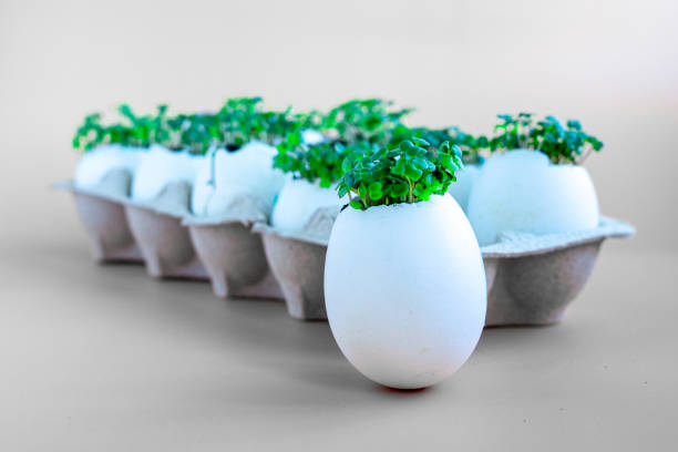 Multi colored hand-painted Easter eggs in a basket with the bouquet of tulips in a vase. Defocused lights background with beautiful bokeh. Space for copy.
