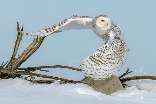 Snowy Owl in action on a very cold day in Canada