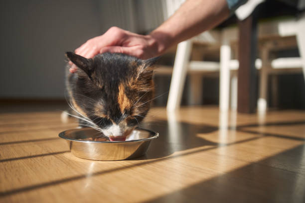 istock Man giving feeding his hungry cat 1473271614