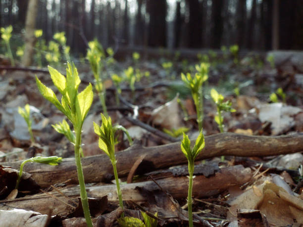 Early spring in the forest. First buds on trees in spring.
