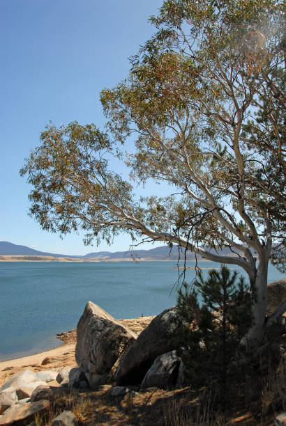 istock Lake Jindabyne with a tree and rocks, Australia 1473274293