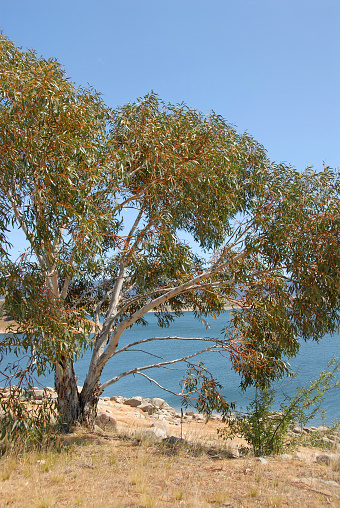 Jindabyne, New South Wales, Australia: Tree near Lake Jindabyne. Jindabyne is a tourist destination near the Snowy Mountains.