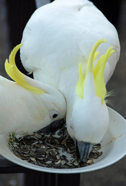 istock Sulphur-crested cockatoos feeding from a bowl 1473274681
