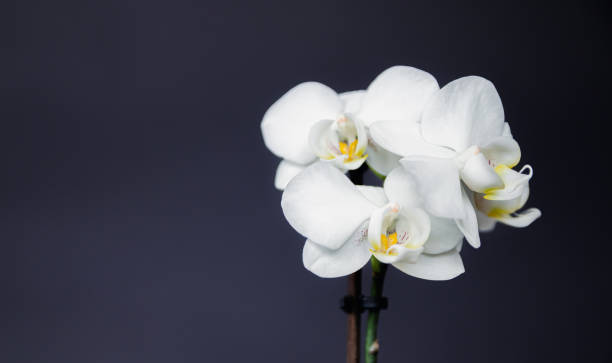 White orchid on a dark background. Close-up. Studio photography.