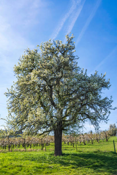 Blossoming cherry trees in Wiesbaden-Frauenstein/Germany under a blue and white spring sky