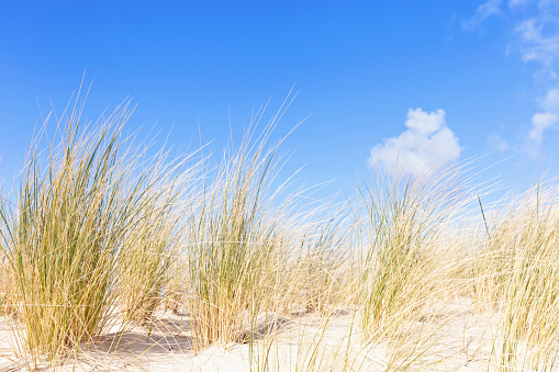 Dune landscape, Sea Oat Grass with a blue sky in Norddeich at winter, North Sea