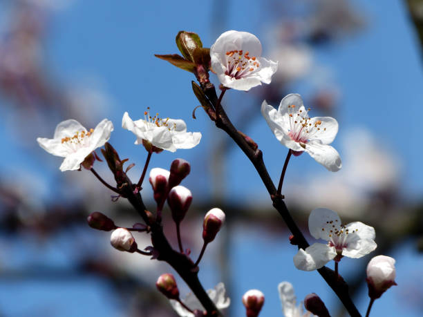 istock cherry blossom flowers in spring 1473277259