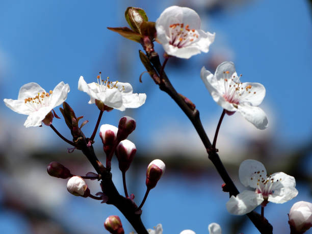 istock cherry blossom flowers in spring 1473277311