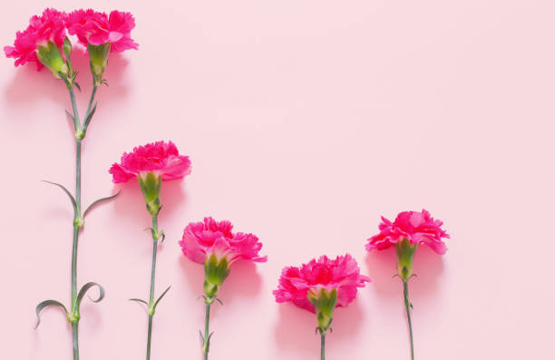 istock pink carnation flowers on pink background 1473278068