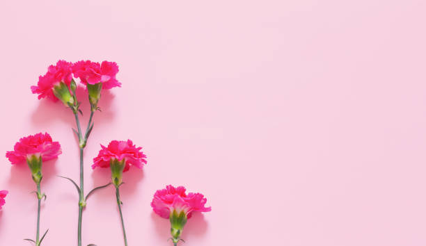 istock pink carnation flowers on pink background 1473278075