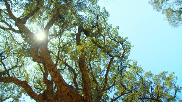istock Sunlight shines through the branches of tree against blue sky. Big beautiful tree with a long branches. Beautiful wild nature. Low angle view to the tree trunk with textured bark. 1473279496