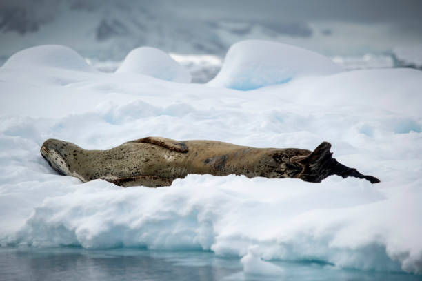 istock Leopard seal lying on ice  Hydrurga leptonyx- in Flander Bay Antarctic 1473282860