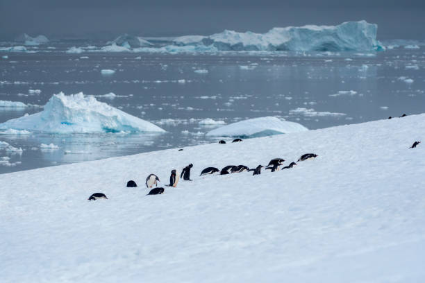 istock gentoo penguins colony (Pygoscelis papua)  with Antartic landscape Antarctica 1473283593