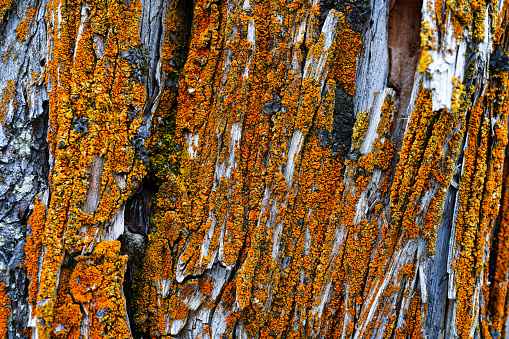 Orange Lichen on Tree Bark Detail - Vibrant bold orange colored lichen indicating high air quality. Closeup detail with selective focus on foreground. Nature detail background.