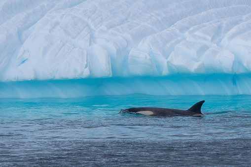 A killer whale in Antarctic waters and environments gerlache strait killer wales . Antarctica