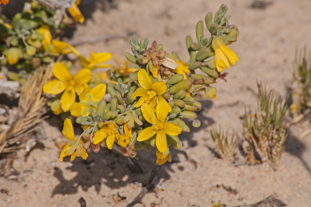 istock Yellow Namaqualand Spring flowers 12009 1473284286
