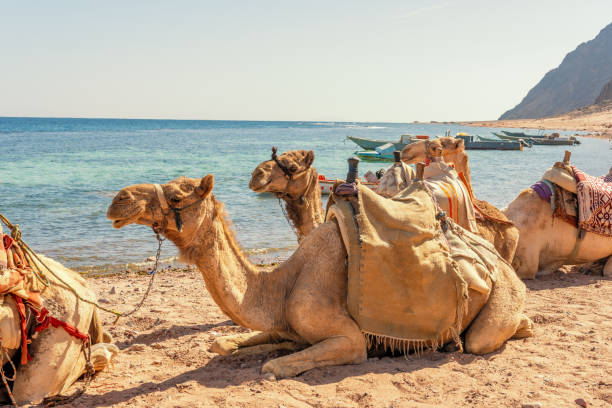 istock Camels resting on the Egyptian beach. Camelus dromedarius. Summertime outdoor. 1473284797