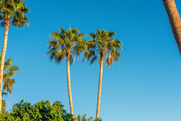istock Perfect palm trees against a beautiful blue sky. 1473284840
