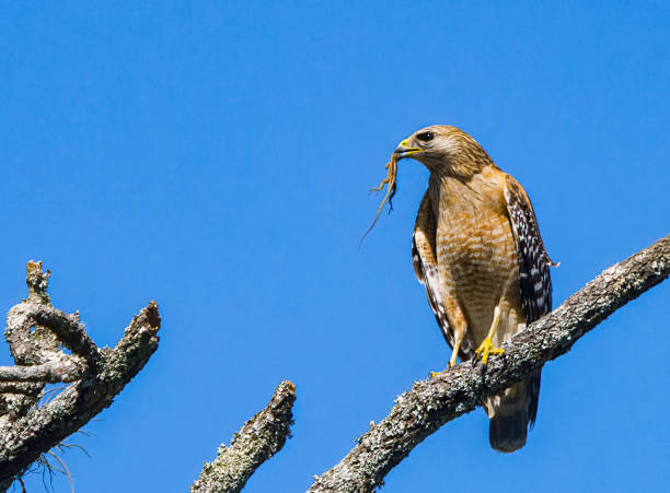 Red shouldered Hawk - Buteo lineatus - perched on dead tree snag branch with Cuban anole lizard - Anolis sagrei - in its mouth stock photo