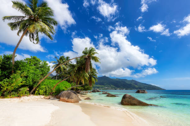 istock Beautiful exotic beach in Seychelles 1473287142