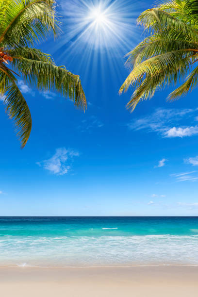 istock Sunshine beach with palm trees and turquoise sea. 1473287144