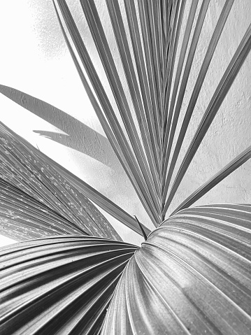 Palm frond from a coconut palm, in front of a wall