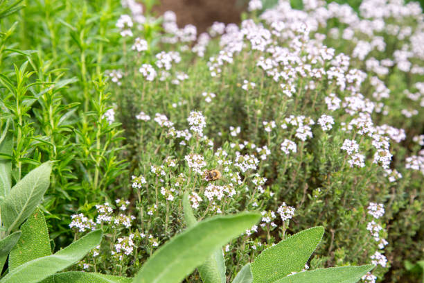 Blooming thyme, sage and savory