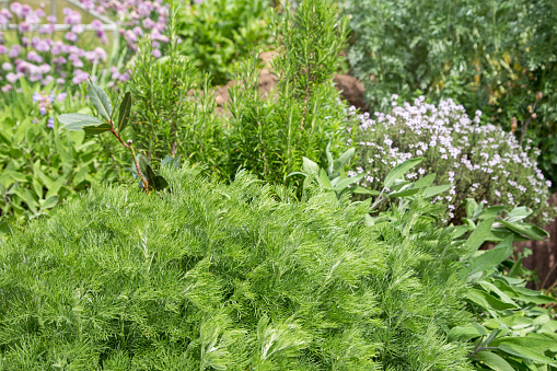 Eberraute (Artemisia abrotanum), Thymian, Rosmarin, Salbei und Schnittlauch,