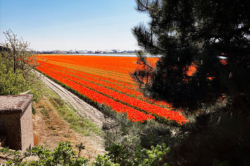 Red coloured tulips on a Dutch agricultural field