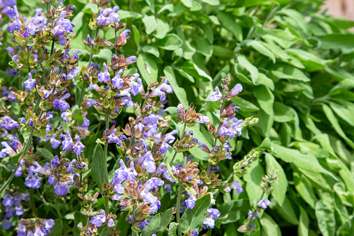 Sage plant with flowers