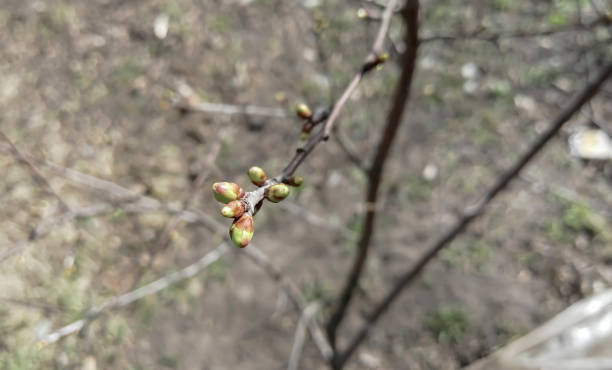 istock Buds on a n apple tree . spring buds on the bush. Buds bloom on a large bush. 1473289602