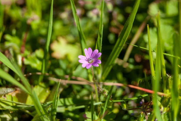 istock Geranium pyrenaicum or Pyrenean geranium. Purple flower. 1473289937