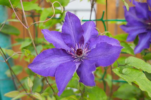 Violet Clematis Flowers in the Garden with copy space, wooden fence background