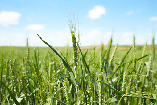 Wheat field against a blue sky. Green, ripe wheat field against on blue sky background
