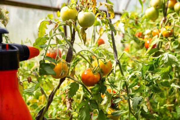 istock Spraying a tomato with a solution against diseases and phytophthora tomato. Solution of iodine and boric acid. Copy space for text 1473290880