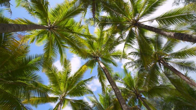 Low angle view green coconut trees against blue sky. wide angle shot