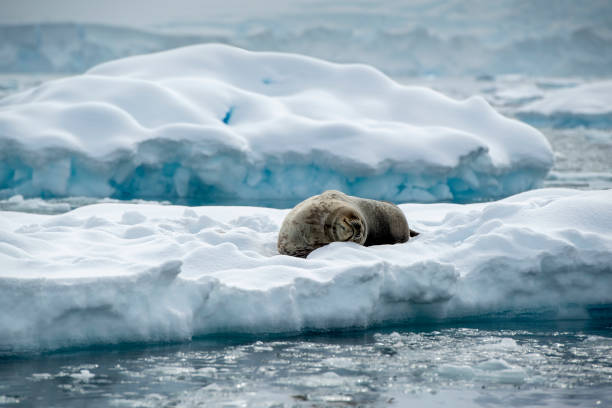 istock Weddel Seal ((Leptonychotes weddellii)) on an ice -  Antarctica 1473291349
