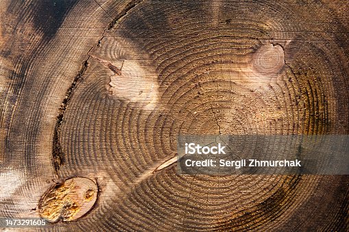 istock The texture of the cut tree, with growth rings. Cross cut of a tree, close-up. 1473291605